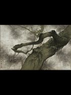 2. Shadows Dancing among Pines