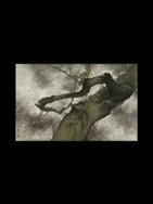2. Shadows Dancing among Pines